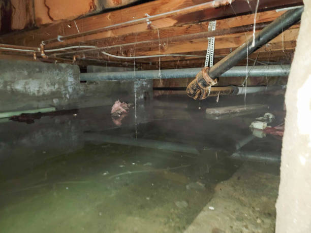 Best Local water damage restoration  in Rose Hill, KS