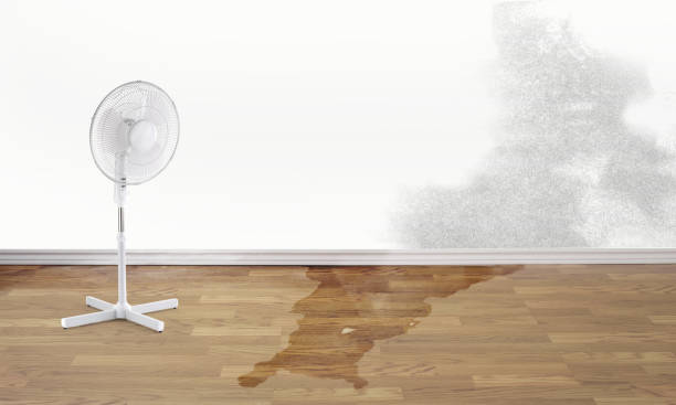 Best Professional water damage repair  in Rose Hill, KS